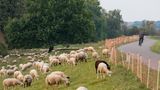 Auf dem Oderdeich nahe Criewen in der Uckermark grasen Schafe