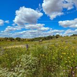 Weide mit Wildblumen und Pferden: Im Nationalpark Unteres Odertal wartet weitgehend sich selbst überlassene Natur