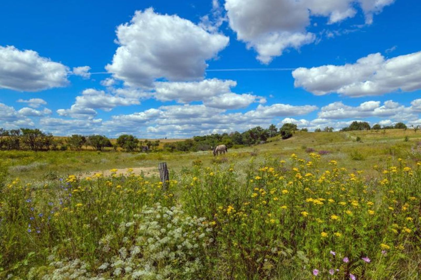 Weide mit Wildblumen und Pferden: Im Nationalpark Unteres Odertal wartet weitgehend sich selbst überlassene Natur