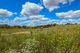 Weide mit Wildblumen und Pferden: Im Nationalpark Unteres Odertal wartet weitgehend sich selbst überlassene Natur