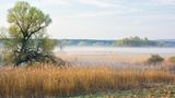 Morgenstimmung mit Nebel in den Auwäldern bei Criewen