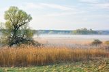 Morgenstimmung mit Nebel in den Auwäldern bei Criewen