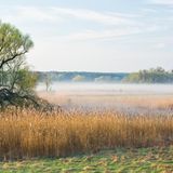 Morgenstimmung mit Nebel in den Auwäldern bei Criewen