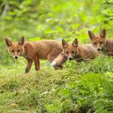 24.06.2021      "Ich musste mich schon bemerkbar machen, damit sie in die Kamera schauten."      Mehr Fotos von Christoffers Folkert