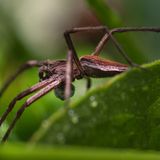 23.06.2021      "Die Mutterspinne."      Kamera: Canon 600d - Sigma 105 mm