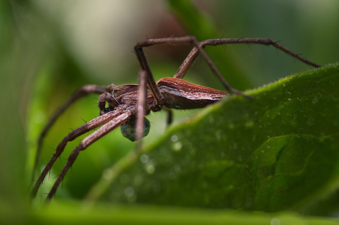 23.06.2021      "Die Mutterspinne."      Kamera: Canon 600d - Sigma 105 mm