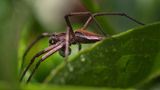 23.06.2021      "Die Mutterspinne."      Kamera: Canon 600d - Sigma 105 mm