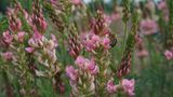 28.06.2021      "Biene an einer Onobrychis Blüte."      Kamera: Sony Alpha 6000 Blendenzahl F/8 Belichtungszeit 1/125 Sek. ISO 100  Mehr Fotos von Claudia Krebes