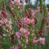 28.06.2021      "Biene an einer Onobrychis Blüte."      Kamera: Sony Alpha 6000 Blendenzahl F/8 Belichtungszeit 1/125 Sek. ISO 100  Mehr Fotos von Claudia Krebes