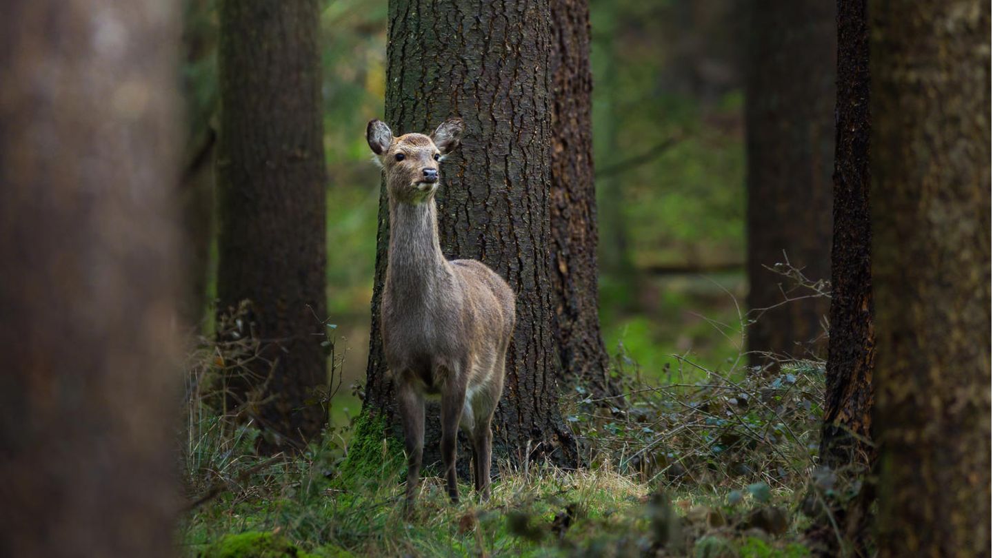 25.06.2021      "Diese Sikahirschkuh (Cervus nippon), Mitte März noch im flauschigen Winterfell, schaute den anderen Besuchern hinterher, welche den Tag nutzen, um ebenfalls eine Runde im Wald zu drehen. Gefühlt entwickelten sich die Hirsche hier im Wald zu echten Langschläfern, sodass ich im März auch gerne noch mittags unterwegs war. Ich bin nun schon einige Wochen nicht mehr vor Ort gewesen, daher wird es dringend Zeit, mal wieder nach den Fellnasen zu gucken! Bin schon ganz gespannt, ob sie sich schon ihr schönes, rotbraunes, geflecktes Sommerfell zugelegt haben."      Ort: Schleswig-Holstein  Kamera: Canon EOS 5D Mark II + Sigma 150-600 f/5-6.3 DG OS HSM C  Mehr Fotos von marcjeworrek