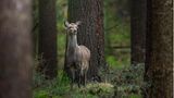 25.06.2021      "Diese Sikahirschkuh (Cervus nippon), Mitte März noch im flauschigen Winterfell, schaute den anderen Besuchern hinterher, welche den Tag nutzen, um ebenfalls eine Runde im Wald zu drehen. Gefühlt entwickelten sich die Hirsche hier im Wald zu echten Langschläfern, sodass ich im März auch gerne noch mittags unterwegs war. Ich bin nun schon einige Wochen nicht mehr vor Ort gewesen, daher wird es dringend Zeit, mal wieder nach den Fellnasen zu gucken! Bin schon ganz gespannt, ob sie sich schon ihr schönes, rotbraunes, geflecktes Sommerfell zugelegt haben."      Ort: Schleswig-Holstein  Kamera: Canon EOS 5D Mark II + Sigma 150-600 f/5-6.3 DG OS HSM C  Mehr Fotos von marcjeworrek