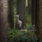 25.06.2021      "Diese Sikahirschkuh (Cervus nippon), Mitte März noch im flauschigen Winterfell, schaute den anderen Besuchern hinterher, welche den Tag nutzen, um ebenfalls eine Runde im Wald zu drehen. Gefühlt entwickelten sich die Hirsche hier im Wald zu echten Langschläfern, sodass ich im März auch gerne noch mittags unterwegs war. Ich bin nun schon einige Wochen nicht mehr vor Ort gewesen, daher wird es dringend Zeit, mal wieder nach den Fellnasen zu gucken! Bin schon ganz gespannt, ob sie sich schon ihr schönes, rotbraunes, geflecktes Sommerfell zugelegt haben."      Ort: Schleswig-Holstein  Kamera: Canon EOS 5D Mark II + Sigma 150-600 f/5-6.3 DG OS HSM C  Mehr Fotos von marcjeworrek
