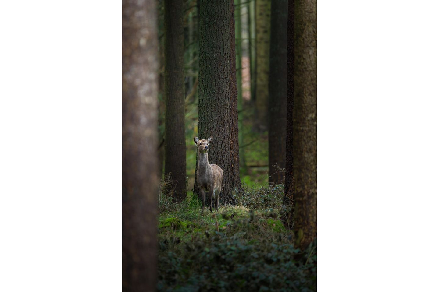 GEO LESERFOTO: 25.06.2021 "Diese Sikahirschkuh (Cervus nippon), Mitte März noch im flauschigen Winterfell, schaute den anderen Besuchern hinterher, welche den Tag nutzen, um ebenfalls eine Runde im Wald zu drehen. Gefühlt entwickelten sich die Hirsche hier im Wald zu echten Langschläfern, sodass ich im März auch gerne noch mittags unterwegs war. Ich bin nun schon einige Wochen nicht mehr vor Ort gewesen, daher wird es dringend Zeit, mal wieder nach den Fellnasen zu gucken! Bin schon ganz gespannt, ob sie sich schon ihr schönes, rotbraunes, geflecktes Sommerfell zugelegt haben." Ort: Schleswig-Holstein Kamera: Canon EOS 5D Mark II + Sigma 150-600 f/5-6.3 DG OS HSM C Mehr Fotos von marcjeworrek 25.06.2021      "Diese Sikahirschkuh (Cervus nippon), Mitte März noch im flauschigen Winterfell, schaute den anderen Besuchern hinterher, welche den Tag nutzen, um ebenfalls eine Runde im Wald zu drehen. Gefühlt entwickelten sich die Hirsche hier im Wald zu echten Langschläfern, sodass ich im März auch gerne noch mittags unterwegs war. Ich bin nun schon einige Wochen nicht mehr vor Ort gewesen, daher wird es dringend Zeit, mal wieder nach den Fellnasen zu gucken! Bin schon ganz gespannt, ob sie sich schon ihr schönes, rotbraunes, geflecktes Sommerfell zugelegt haben."      Ort: Schleswig-Holstein  Kamera: Canon EOS 5D Mark II + Sigma 150-600 f/5-6.3 DG OS HSM C  Mehr Fotos von marcjeworrek