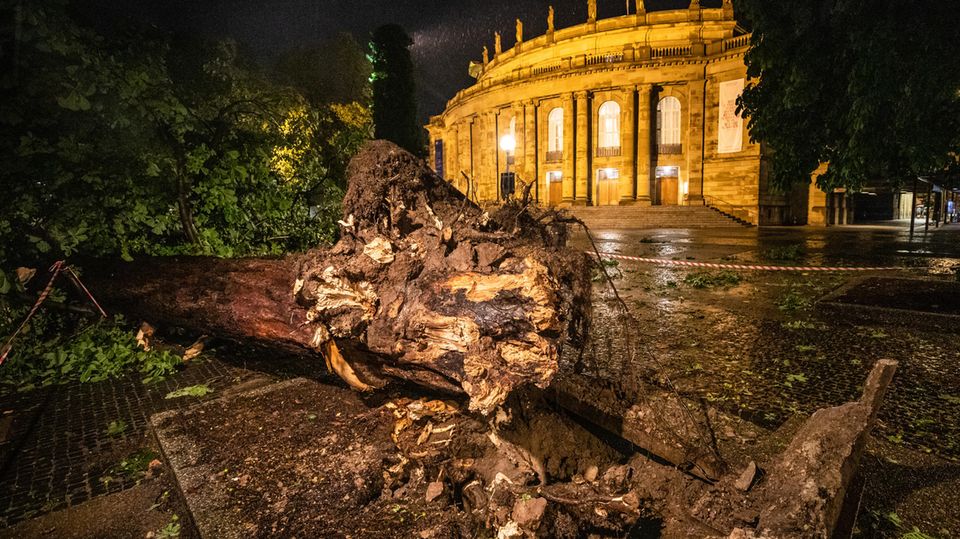 Umgestürzter Baum in Stuttgart Umgestürzter Baum in Stuttgart