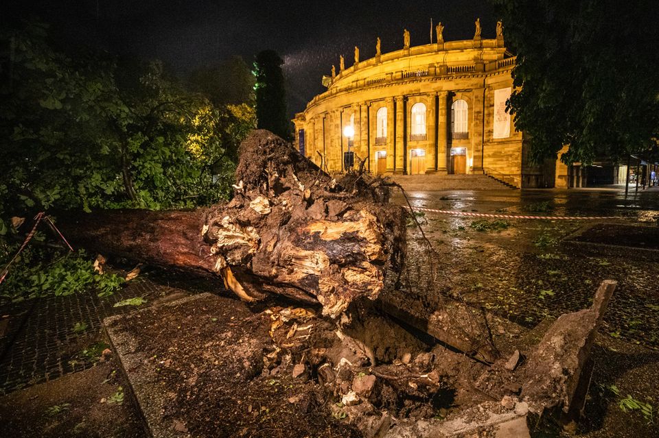 Umgestürzter Baum in Stuttgart Umgestürzter Baum in Stuttgart