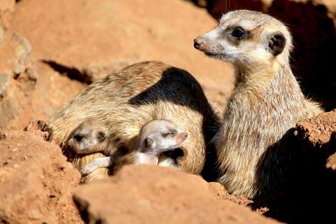 Um ein besseres Überleben zu sichern, bekommen Mangusten ihre Babys zur selben Zeit
