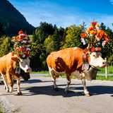 Kühe beim Alpabzug von Charmey