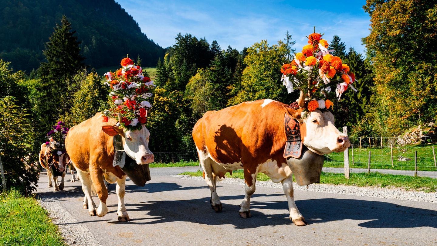 Alpabzug Kühe beim Alpabzug von Charmey