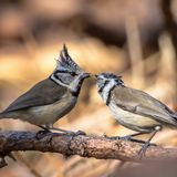 29.06.2021      "Bei einem Waldspaziergang habe ich diese hübschen Haubenmeisen gefunden. Haubenmeisen beobachte ich gar nicht so oft. Dabei würde ich Sie liebend gern häufiger sehen."      Kamera: Canon 1100d Objektiv Sigma contemporary 150-600mm  Mehr Fotos von Yvonne Nienierza