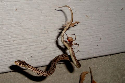 Eine junge Strumpfbandnatter ist im Netz einer Schwarzen Witwe gefangen. Die Schwarze Witwe und andere Spinnen können selbst vielfach größere Schlangen erbeuten und fressen