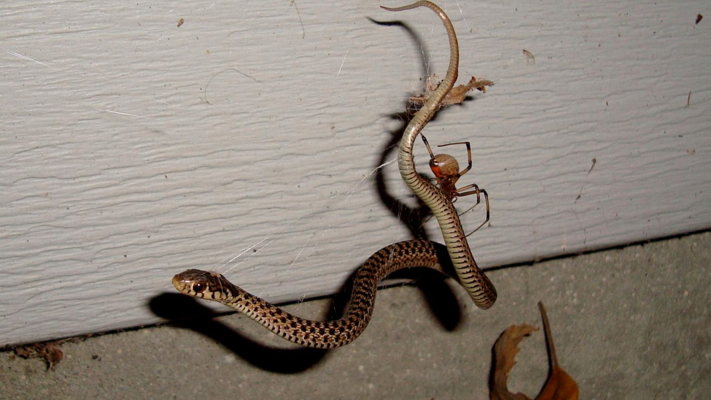 Eine junge Strumpfbandnatter ist im Netz einer Schwarzen Witwe gefangen. Die Schwarze Witwe und andere Spinnen können selbst vielfach größere Schlangen erbeuten und fressen