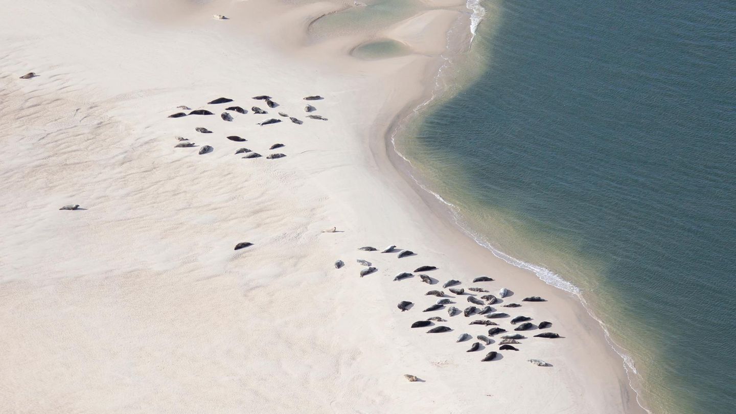 Kegelrobben auf einer Sandbank im Wattenmeer Kegelrobben auf einer Sandbank im Wattenmeer