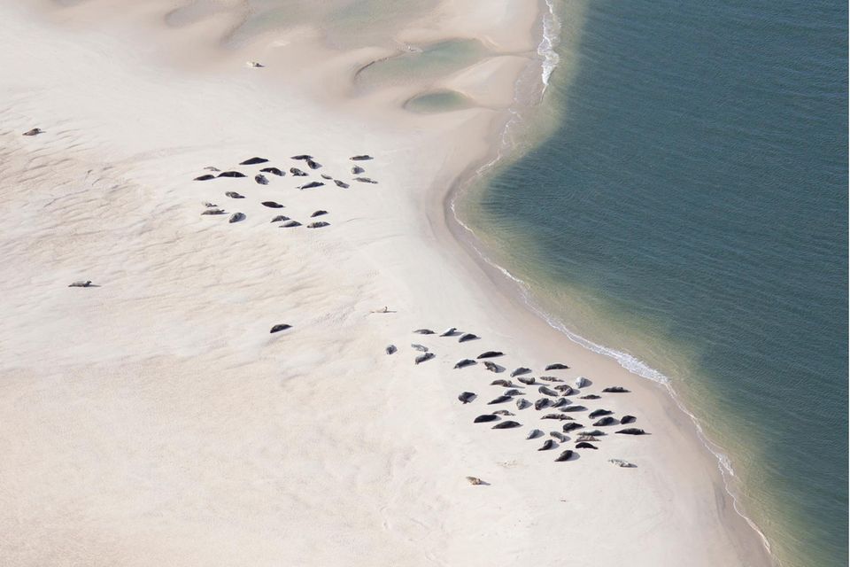 Kegelrobben auf einer Sandbank im Wattenmeer