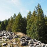 Ringwall Otzenhausen vor Bäumen in der Nähe des Dollbergs