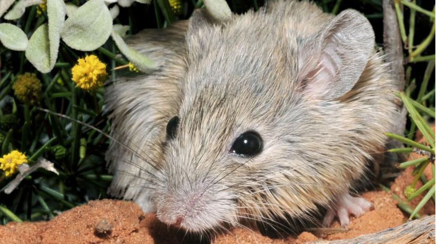 Genetisch identisch: die Shark Bay-Maus und die Gould-Maus