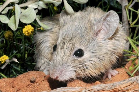 Genetisch identisch: die Shark Bay-Maus und die Gould-Maus
