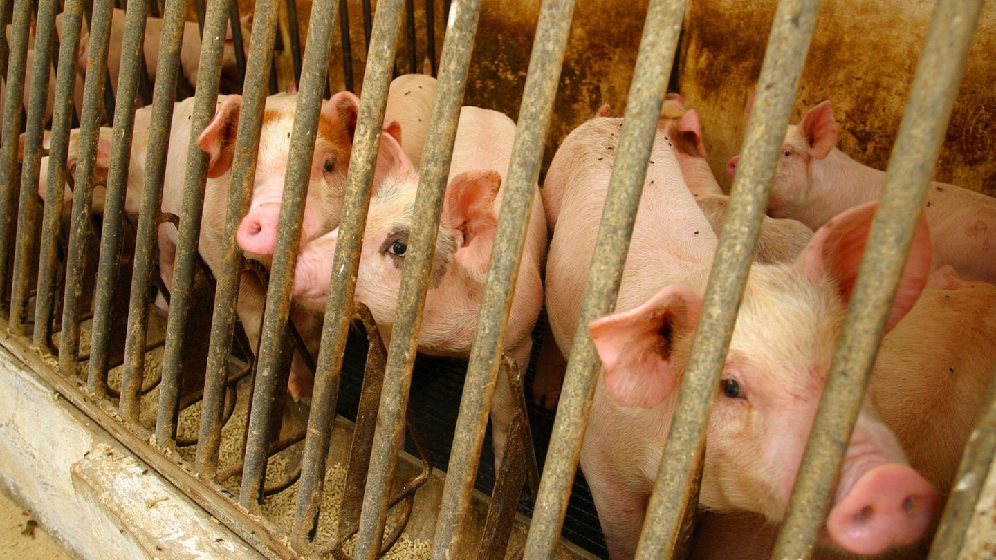 Die EU-Kommission schlägt vor, die Käfighaltung von "Nutztieren" bis 2027 zu beenden