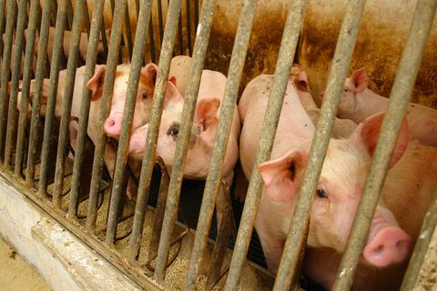 Die EU-Kommission schlägt vor, die Käfighaltung von "Nutztieren" bis 2027 zu beenden
