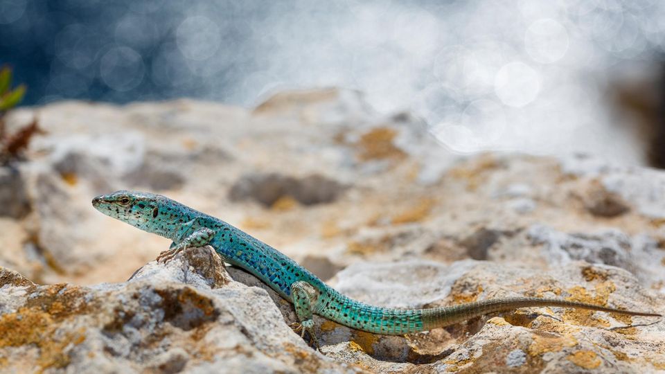 Spanien: Blau, Grün und Türkis: Immer wieder huschen Pityusen-Eidechsen über den Weg Blau, Grün und Türkis: Immer wieder huschen Pityusen-Eidechsen über den Weg