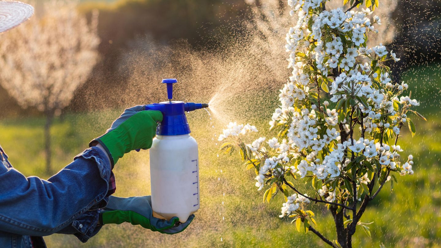 Ein Obstbaum wird zum Schutz vor Schädlingen besprüht