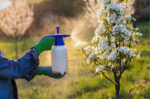 Ein Obstbaum wird zum Schutz vor Schädlingen besprüht