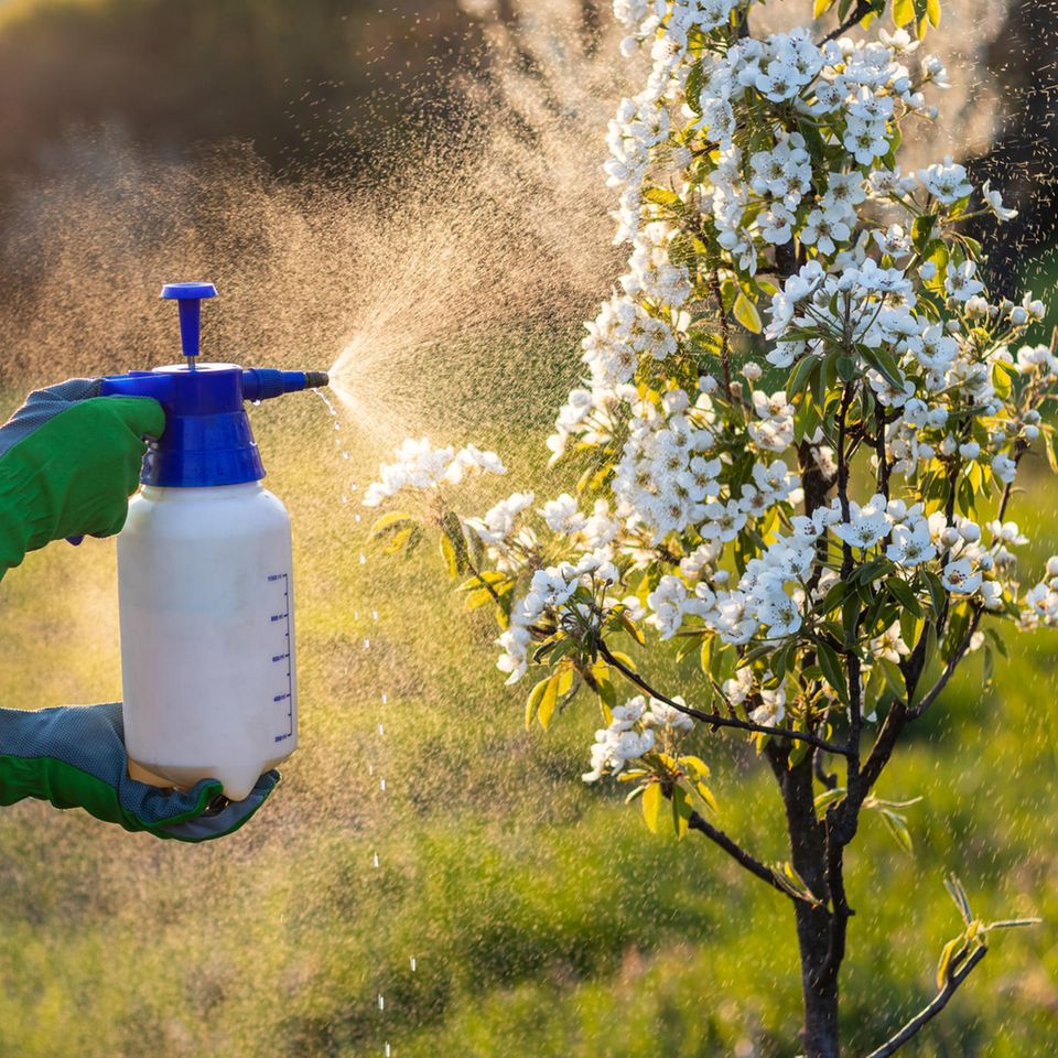 Ein Obstbaum wird zum Schutz vor Schädlingen besprüht