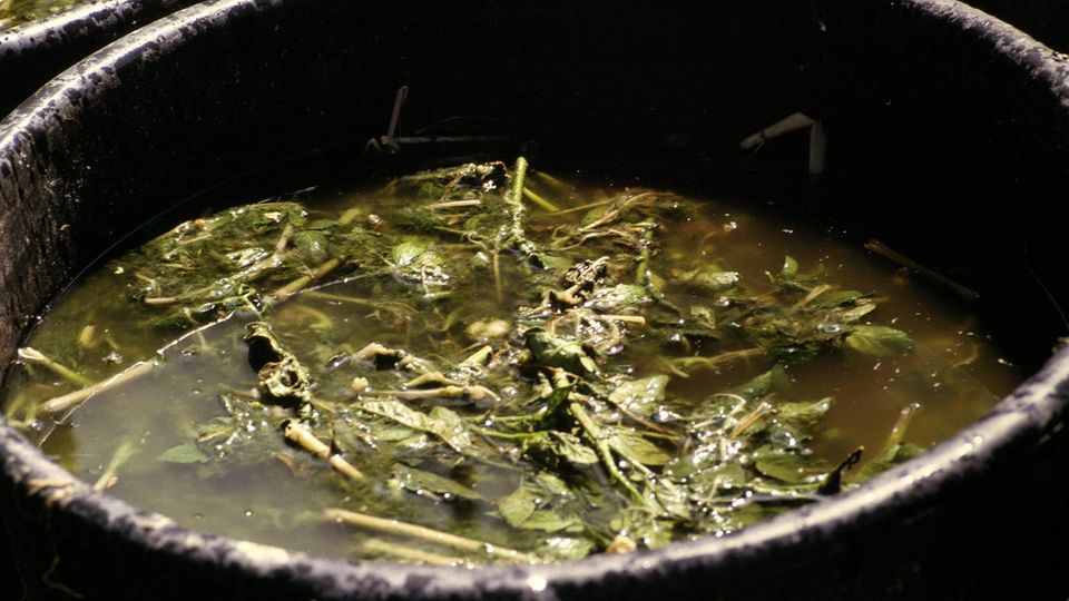 Brennnesseljauche zur biologischen Schädlingsbekämpfung im Garten Brennnesseljauche zur biologischen Schädlingsbekämpfung im Garten
