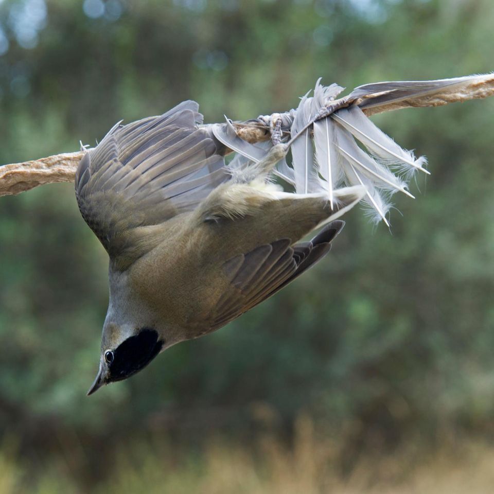 Mönchsgrasmücke klebt an einem mit Leim beschmierten Ast