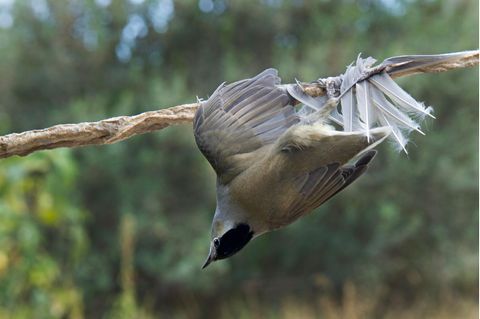 Mönchsgrasmücke klebt an einem mit Leim beschmierten Ast