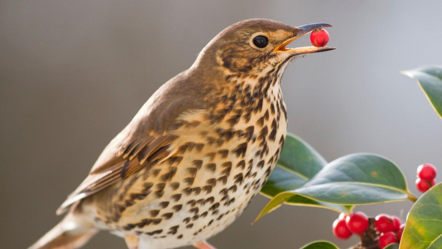 Stechpalmen (Ilex aquifolium) tragen Früchte, wenn Singdrosseln (Turdus philomelos) in Europa nordwärts fliegen - und werden daher potenziell von ihnen in diese Richtung ausgebreitet