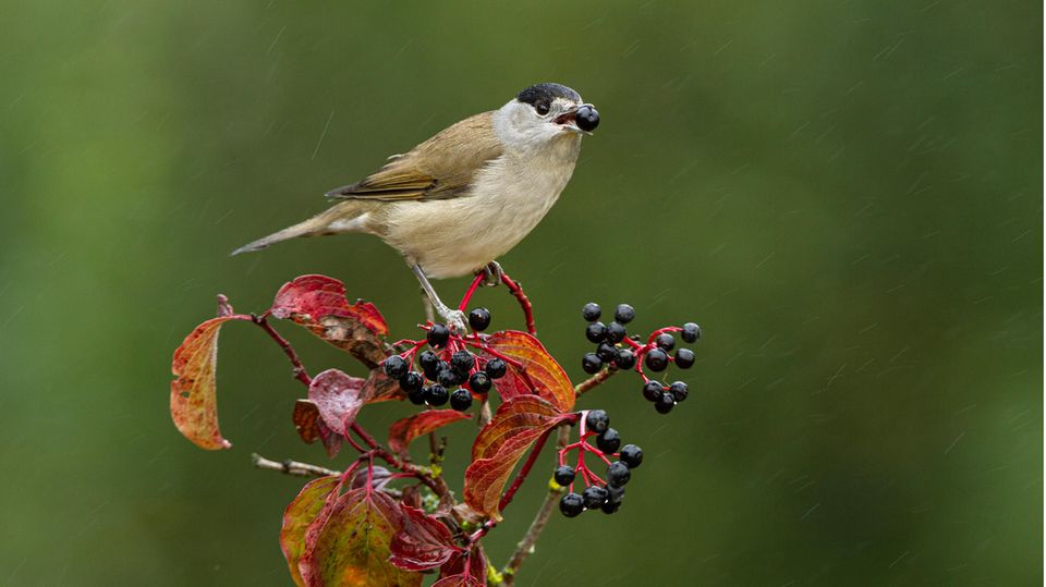 Pech für den Roten Hartriegel (Cornus sanguinea): Da die Pflanze nur im Herbst Früchte trägt, in deren Inneren Samen stecken, kann sie die Mönchsgrasmücke (Sylvia Atricapilla), die dann auf dem Weg gen Süden ist, bestenfalls in wärmere Breiten verteilen