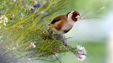 02.07.2021      "Heuer habe ich in meinen Balkonblumenkistln Wiesenblumen gesäht, die Stieglitze kommen mit ihren Jungen und ernten die reifen Samen. Ich kann direkt vom Fenster aus fotografieren."      Kamera: Nikon D7500, Tele