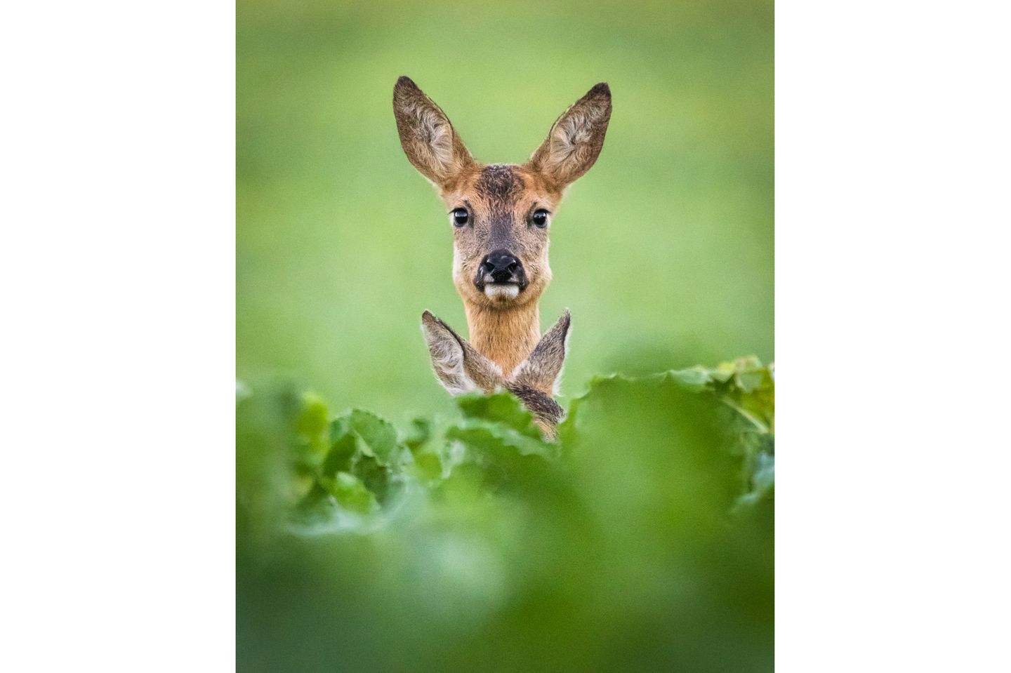 06.07.2021      "Als ich an einem Feld entlang lief, sah ich diese Ricke mit ihrem Kitz. Die Beiden liefen langsam in meine Richtung, daher kniete ich mich hin und wartete. Kurze Zeit später waren sie so dicht, dass ich sie atmen hörte. Ich konnte außergewöhnlich lange von den Beiden Fotos machen. Meine Beine schliefen ein, da ich die ganze Zeit in einer sehr unbequemen Haltung kniete. Nach einiger Zeit wurde es den Beiden denn doch zu viel und sie liefen weg. Doch nach einer guten halben Stunde kamen genau dieselben Rehe wieder an den gleichen Platz und ich habe wieder angefangen Fotos zu machen."      Kamera: Canon 7D ii mit dem Sigma 150-600mm C  Mehr Fotos von Philip Denker