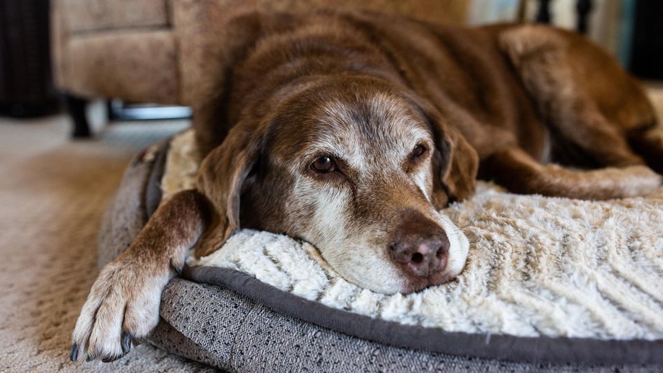 Alter Hund liegt auf Hundebett