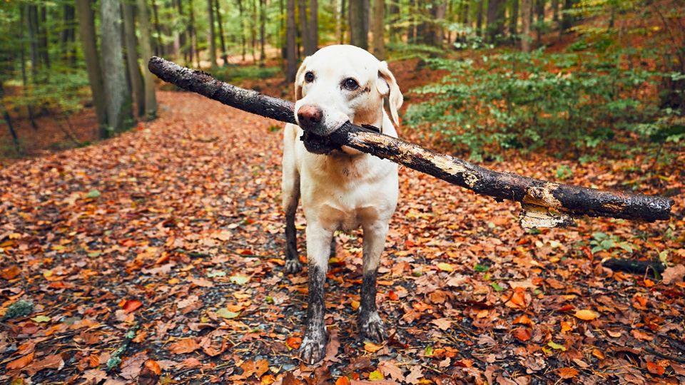 Ein dreckiger Hund mit Stock im Maul im Wald