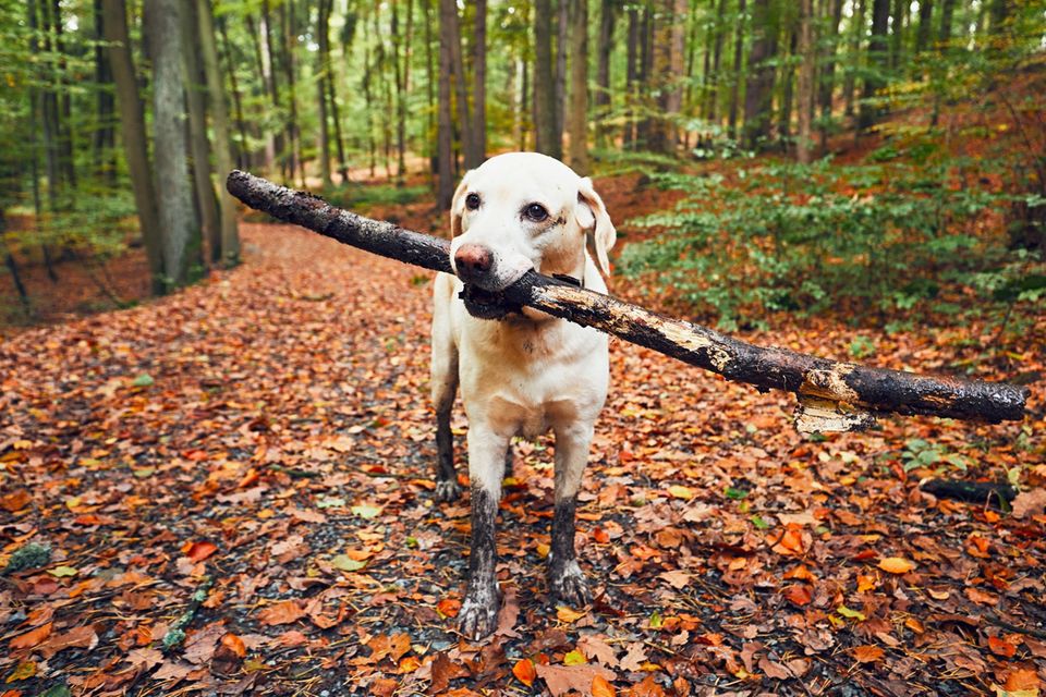 Ein dreckiger Hund mit Stock im Maul im Wald