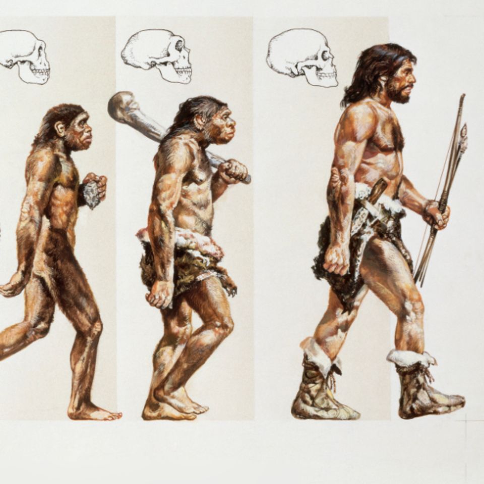 Der Weg zum Homo sapiens: Unsere wahre Geschichte: Von wem stammen wir wirklich ab?
