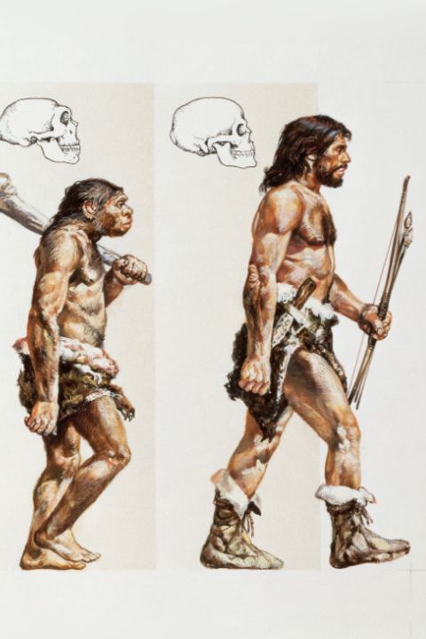 Der Weg zum Homo sapiens: Unsere wahre Geschichte: Von wem stammen wir wirklich ab?