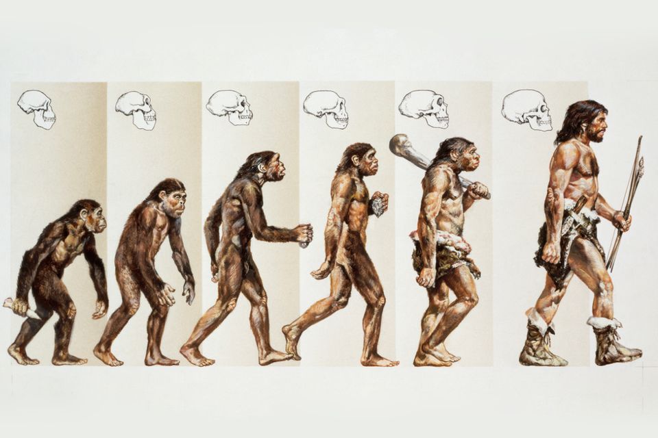 Der Weg zum Homo sapiens: Unsere wahre Geschichte: Von wem stammen wir wirklich ab?