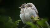 08.07.2021  "Neuntöter Nachwuchs auf dem Kronsberg in Hannover. Nach 3 stunden warten im Regen haben sich die 2 süßen endlich mal Blicken lassen."  Kamera: Sony a7III mit dem 200-600 Objektiv von Sony  Mehr Fotos von Matthias Wenig
